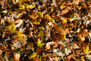 ìCarpet of orange colored leaves fallen to the ground in autumn. - MyVideoimage.com